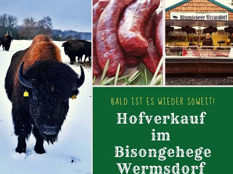 Bisongehege Wermsdorf in Wermsdorf